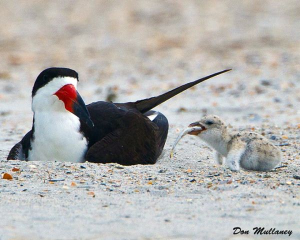 Black Skimmers