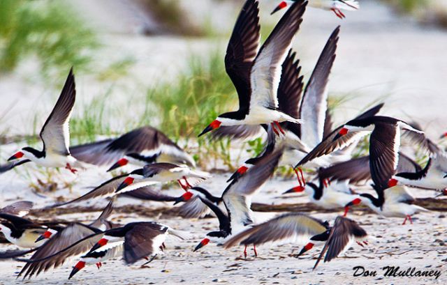 Black Skimmers
