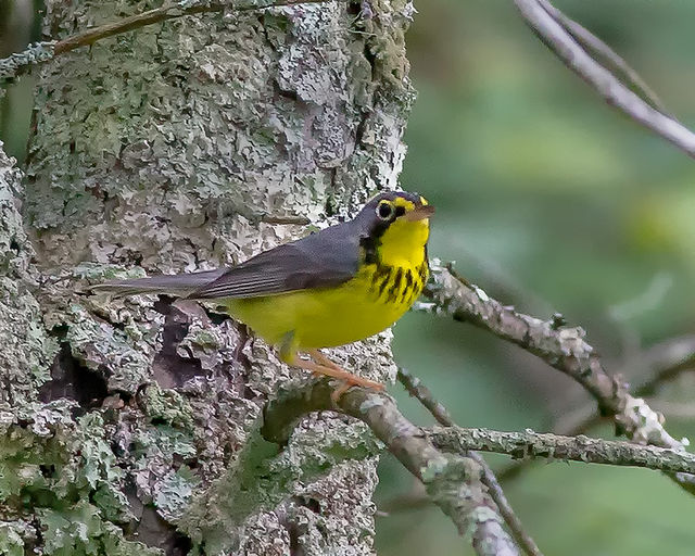 Canada Warbler