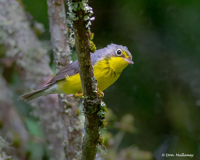 Canada Warbler