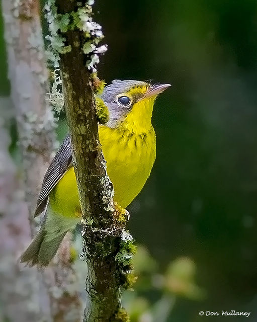 Canada Warbler