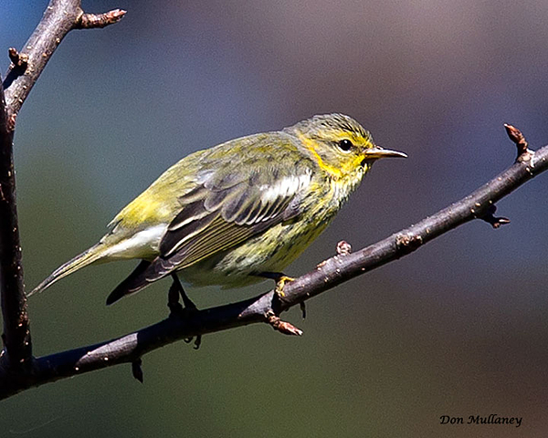 Cape May Warbler