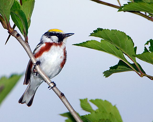 Chestnut-sided Warbler