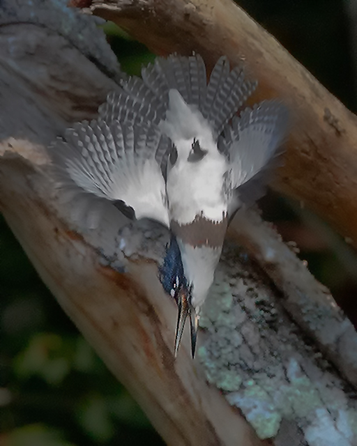 Belted Kingfishers