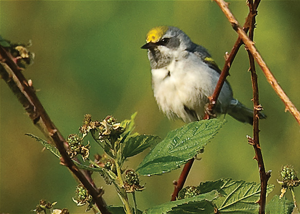 Golden-winged Warbler