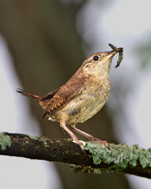 House Wren