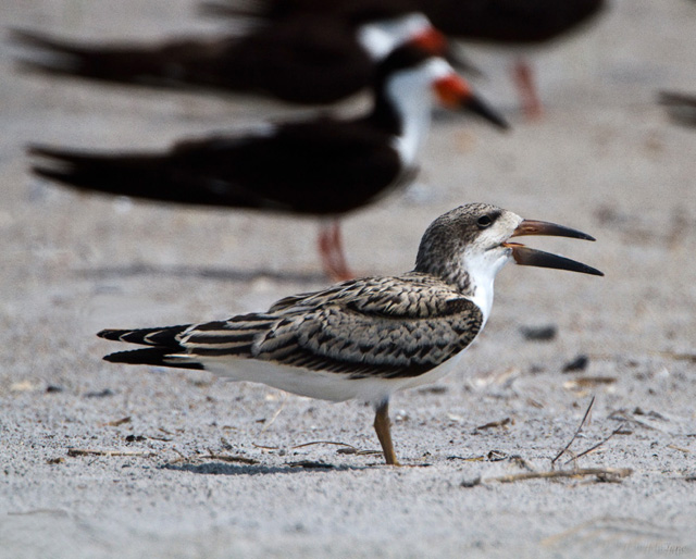 Black Skimmers
