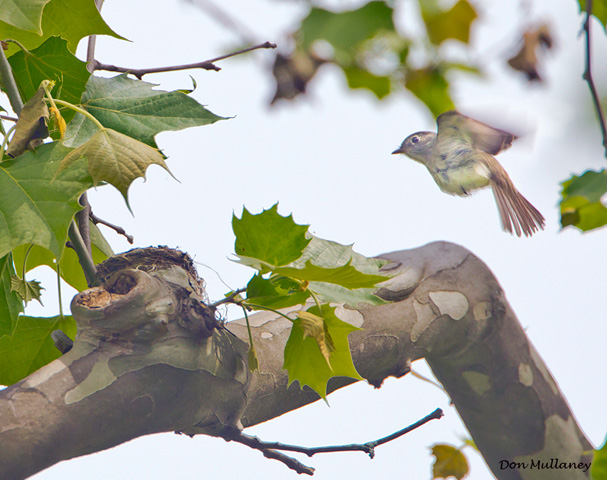 Least Flycatcher