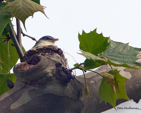 Least Flycatcher