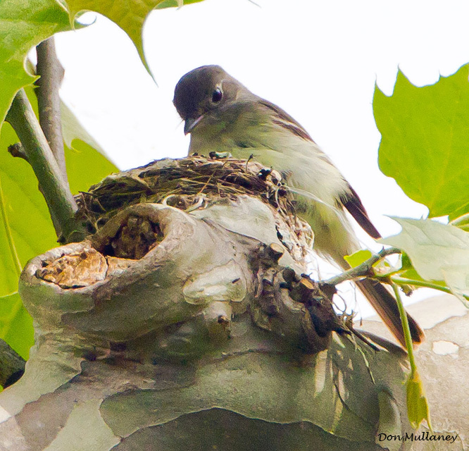 Least Flycatcher