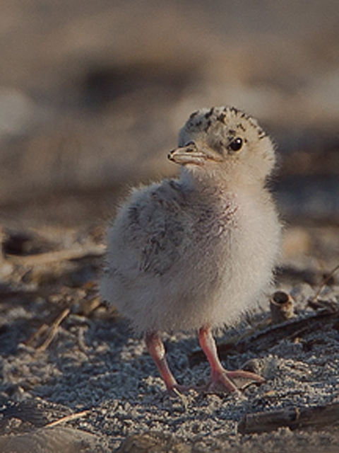 Least Terns