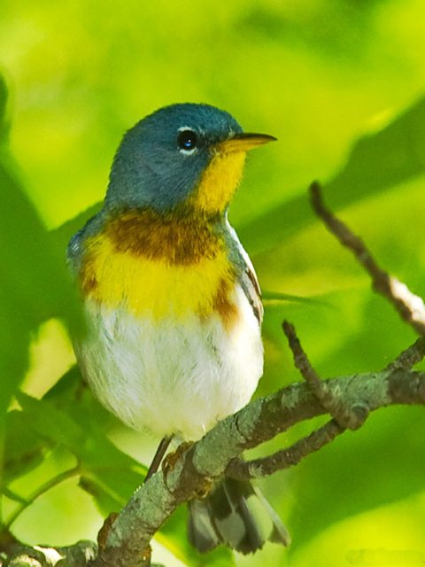 Northern Parula