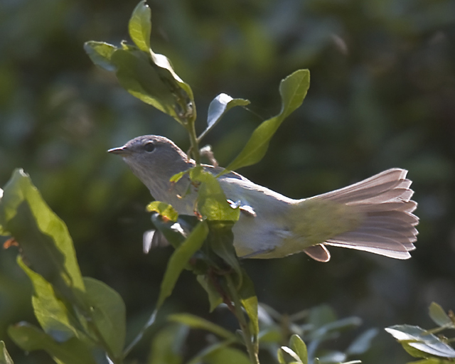 Orange-crowned Warbler