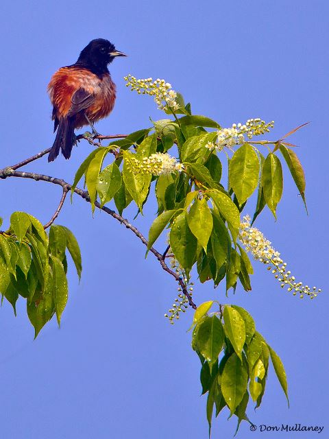 Orchard Oriole