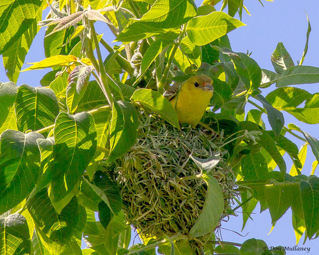 Orchard Oriole