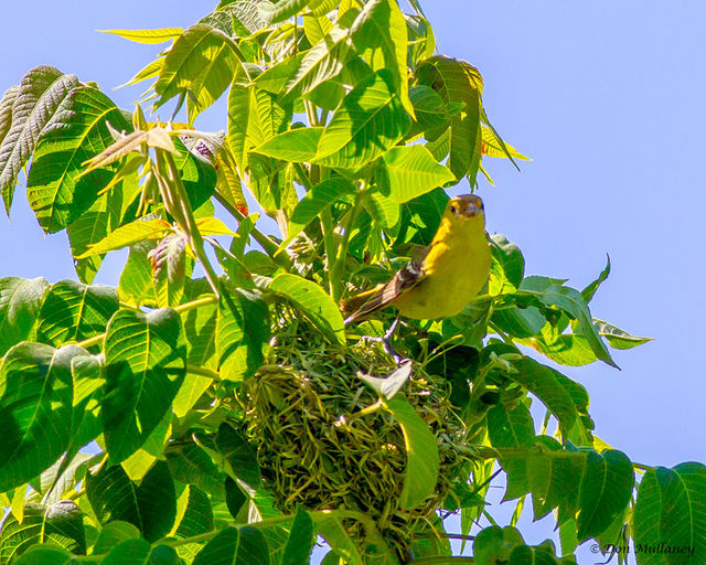 Orchard Oriole