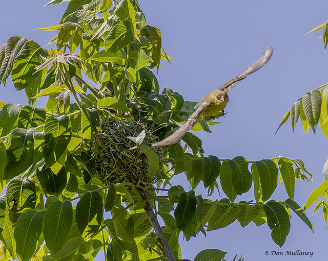 Orchard Oriole