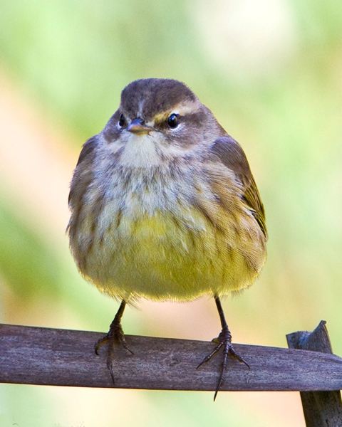 Palm Warbler