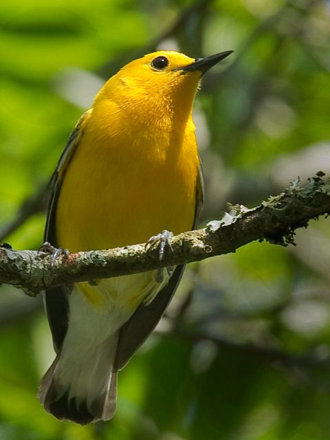 Prothonotary Warbler