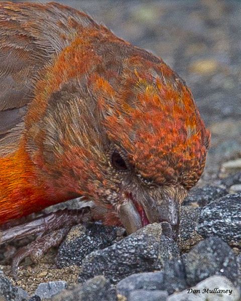 Red Crossbills