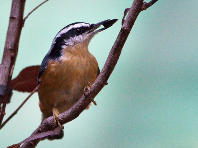 Red-breasted Nuthatch