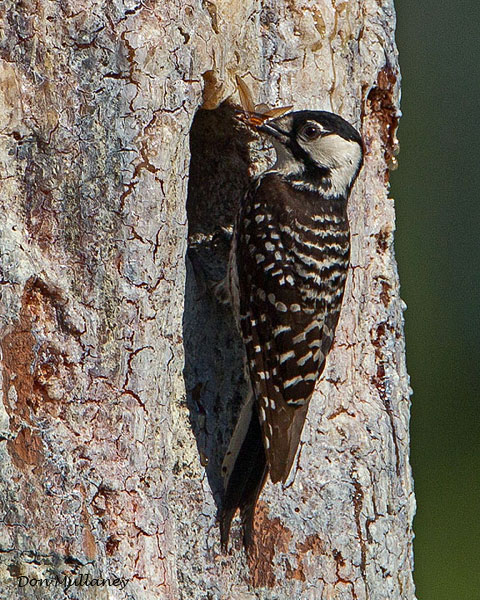 Red-cockaded Woodpeckers