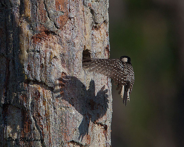 Red-cockaded Woodpeckers