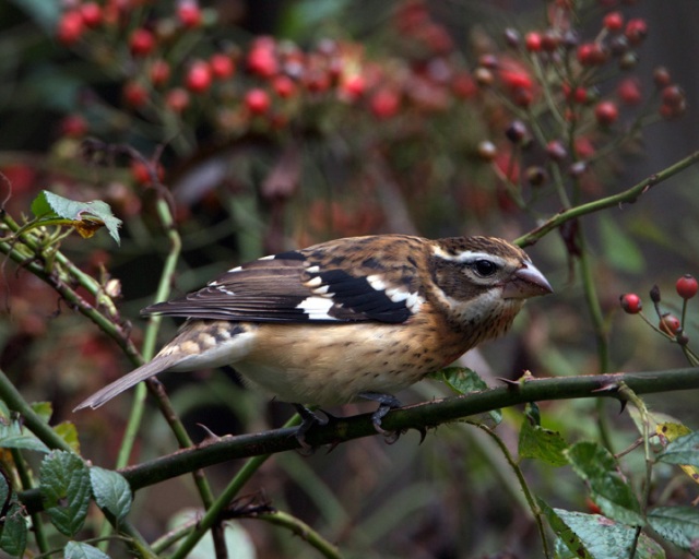 Rose-breasted Grosbeaks