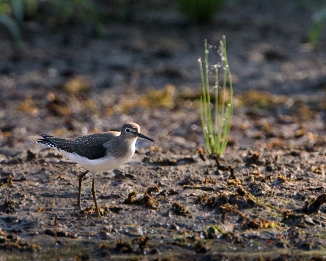 Solitary Sandpiper