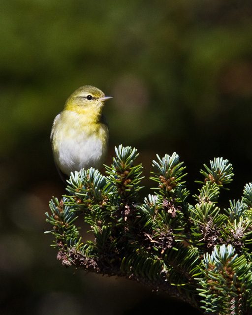 Tennessee Warbler