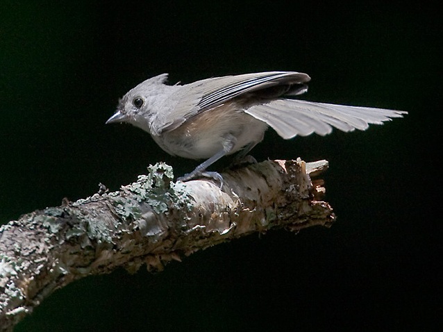 Tufted Titmouse