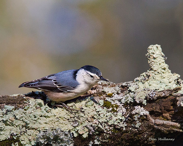 White-breasted Nuthatch