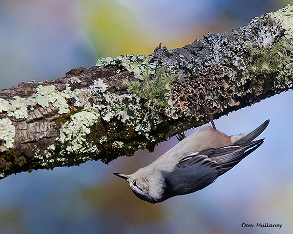 White-breasted Nuthatch