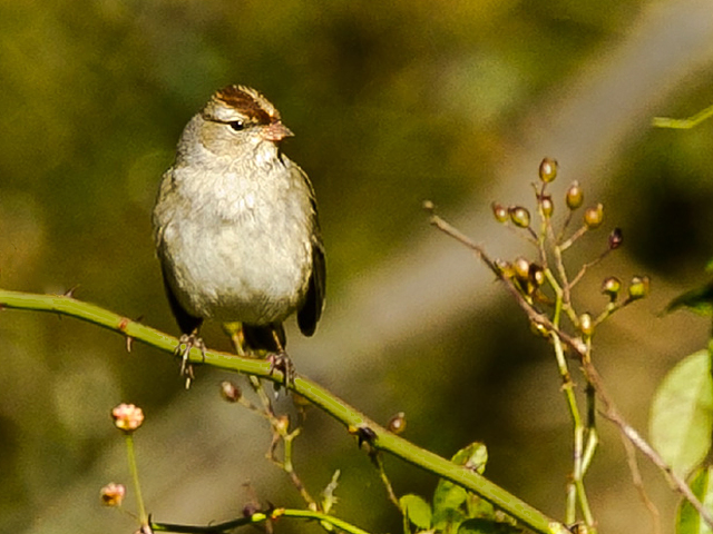 White-crowned Sparrow