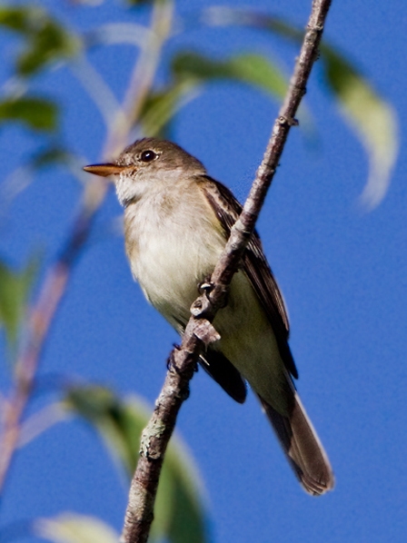 Willow Flycatcher