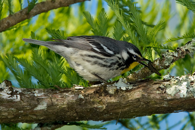 Yellow-throated Warbler