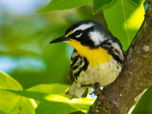 Yellow-throated Warbler