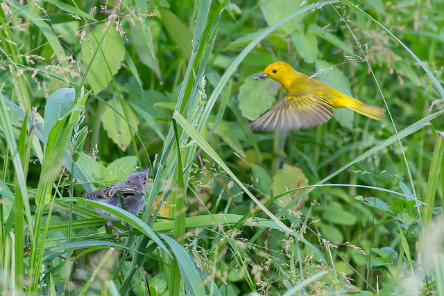Yellow Warbler