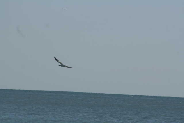 northern gannet northern gannet