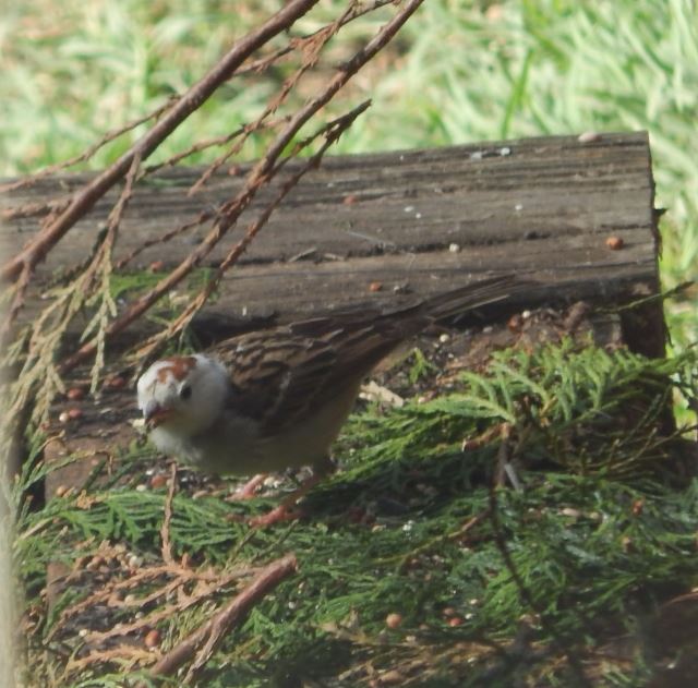 Chipping Sparrow