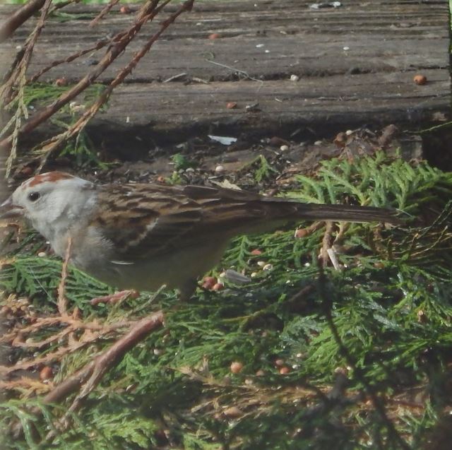 Chipping Sparrow