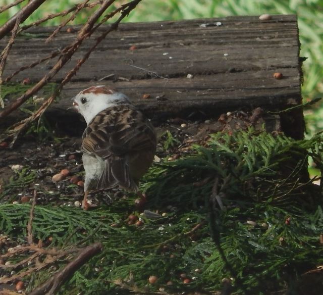 Chipping Sparrow