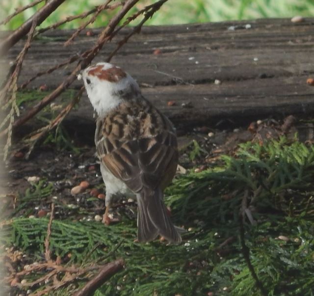 Chipping Sparrow