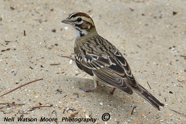 Lark Sparrow