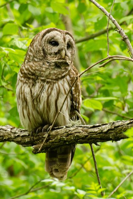 Barred Owls