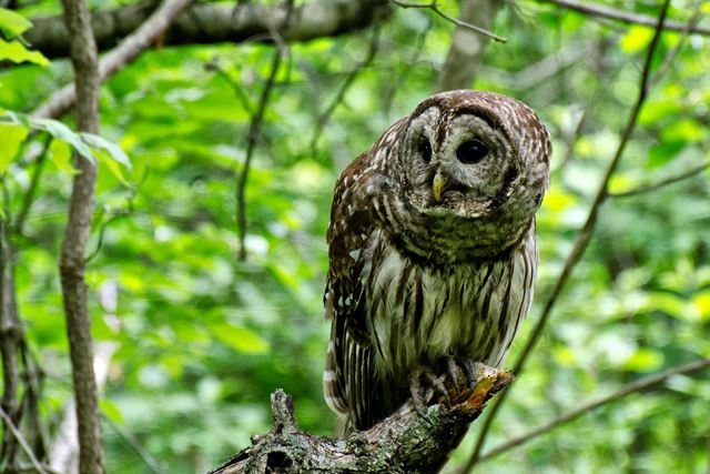 Barred Owls