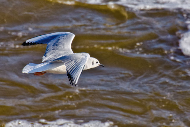 Bonaparte's Gull