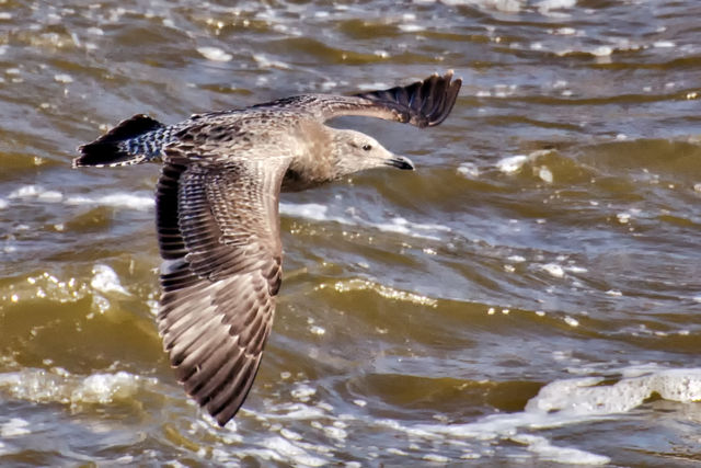 Great Black-backed Gull
