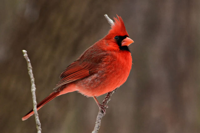 Northern Cardinal