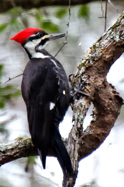 Pileated Woodpeckers
